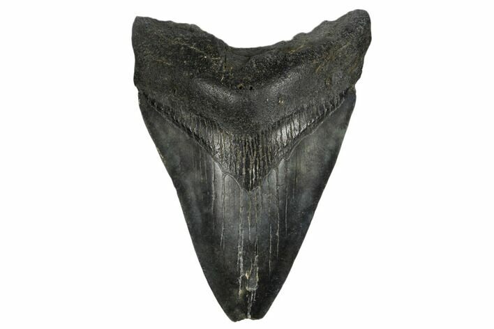 Bargain, Fossil Megalodon Tooth - South Carolina #180912